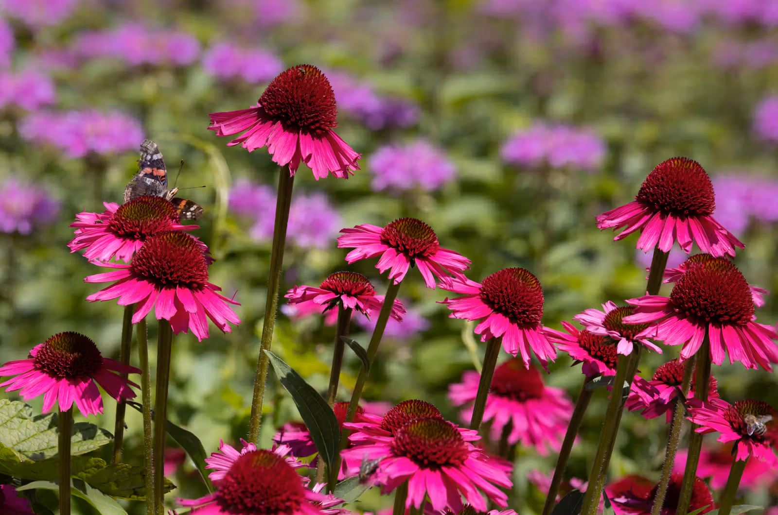 Roze zonnehoedbloemen