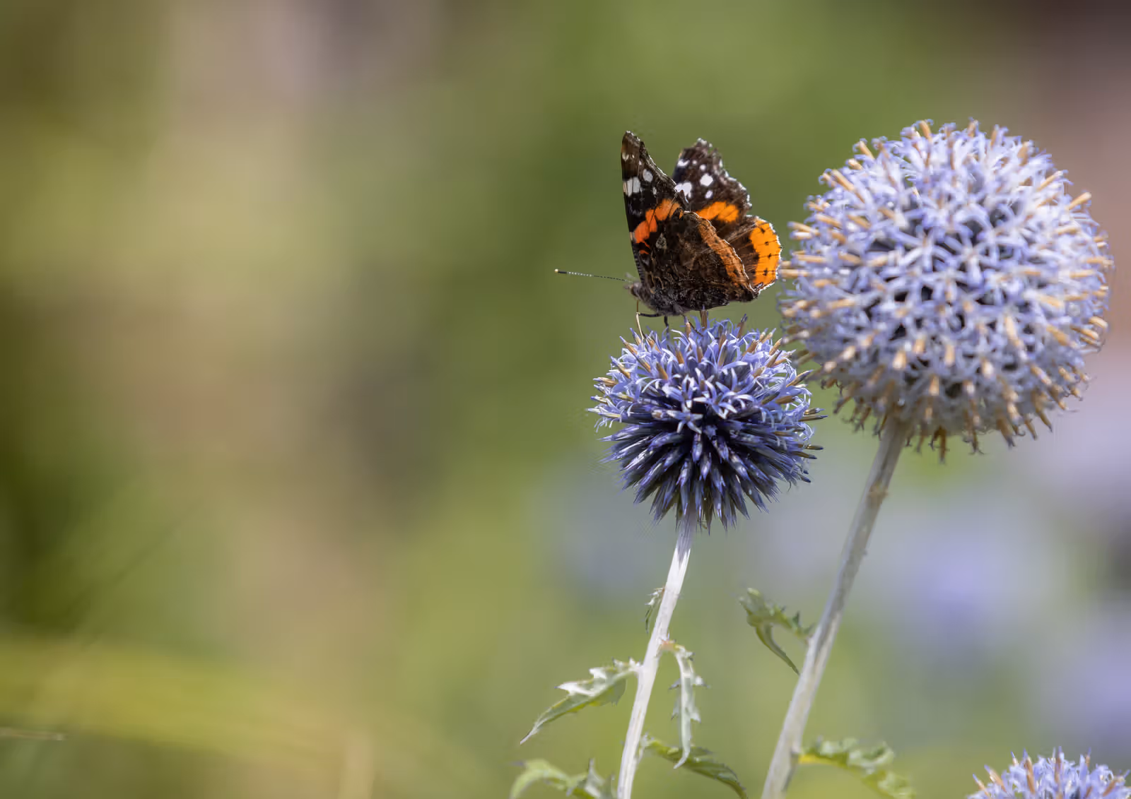 Vlinder op kogeldistel