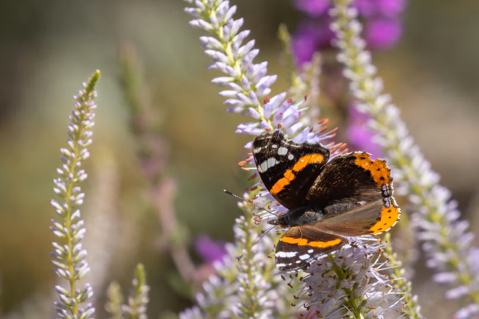 Vlinder op paarse bloemen