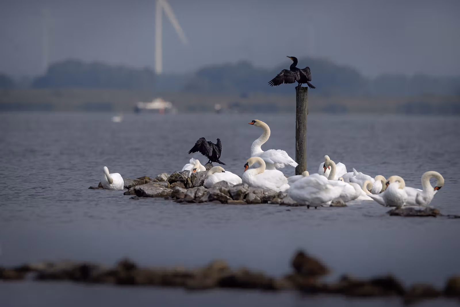 Zwanen en aalscholvers op rots