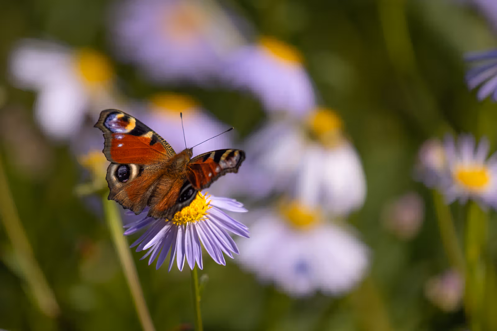 Vlinder op paarse bloem