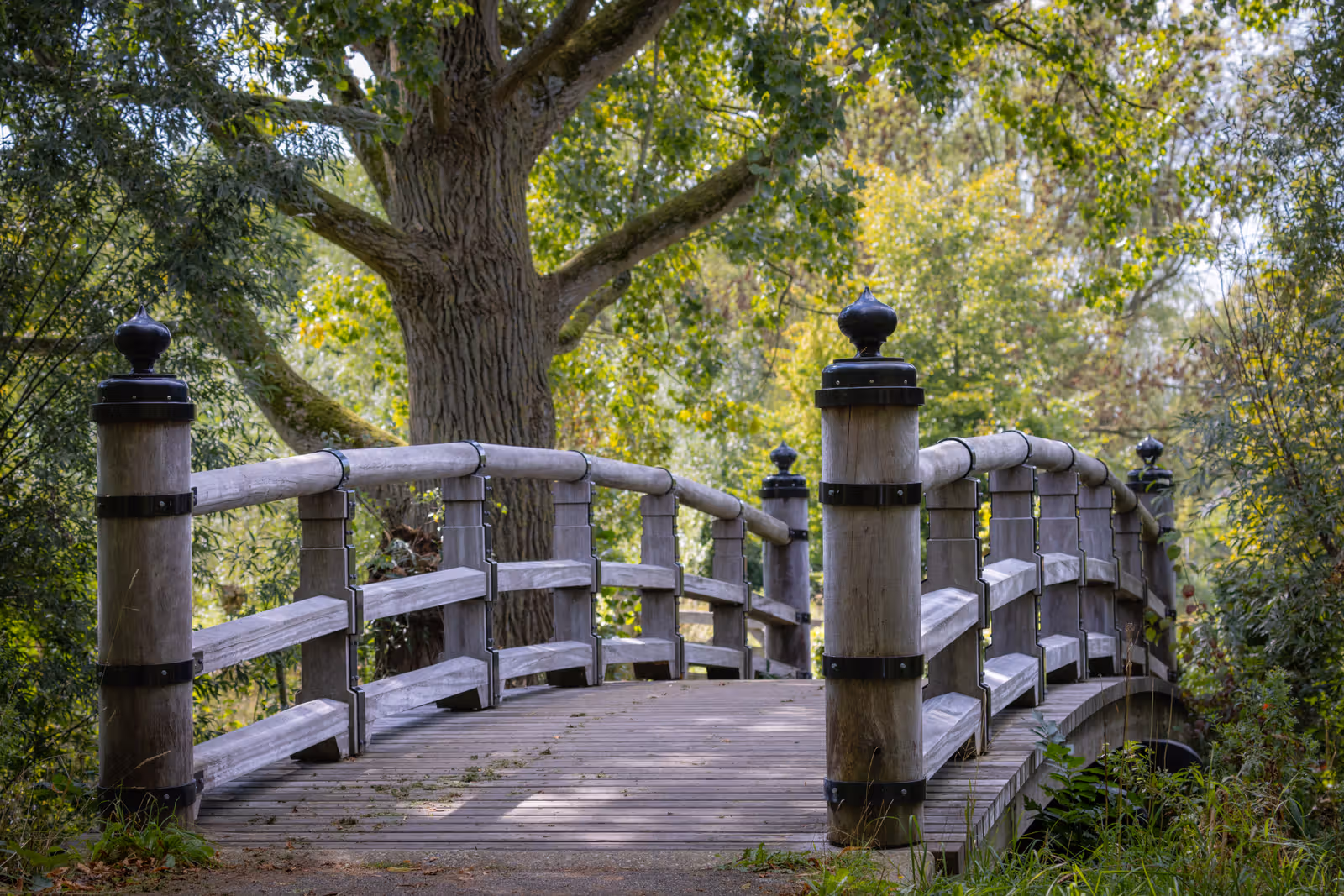 Houten voetbrug tussen bomen