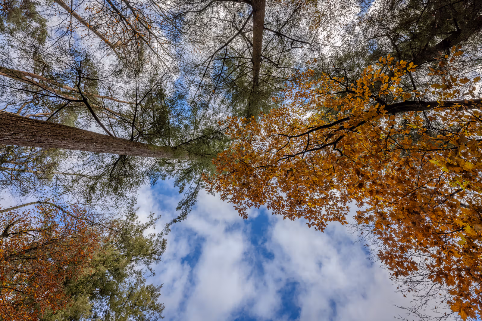 Blik omhoog tussen herfstbomen