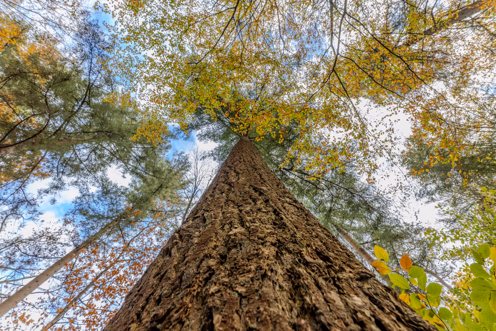 Naar boven kijkende boom met herfstbladeren