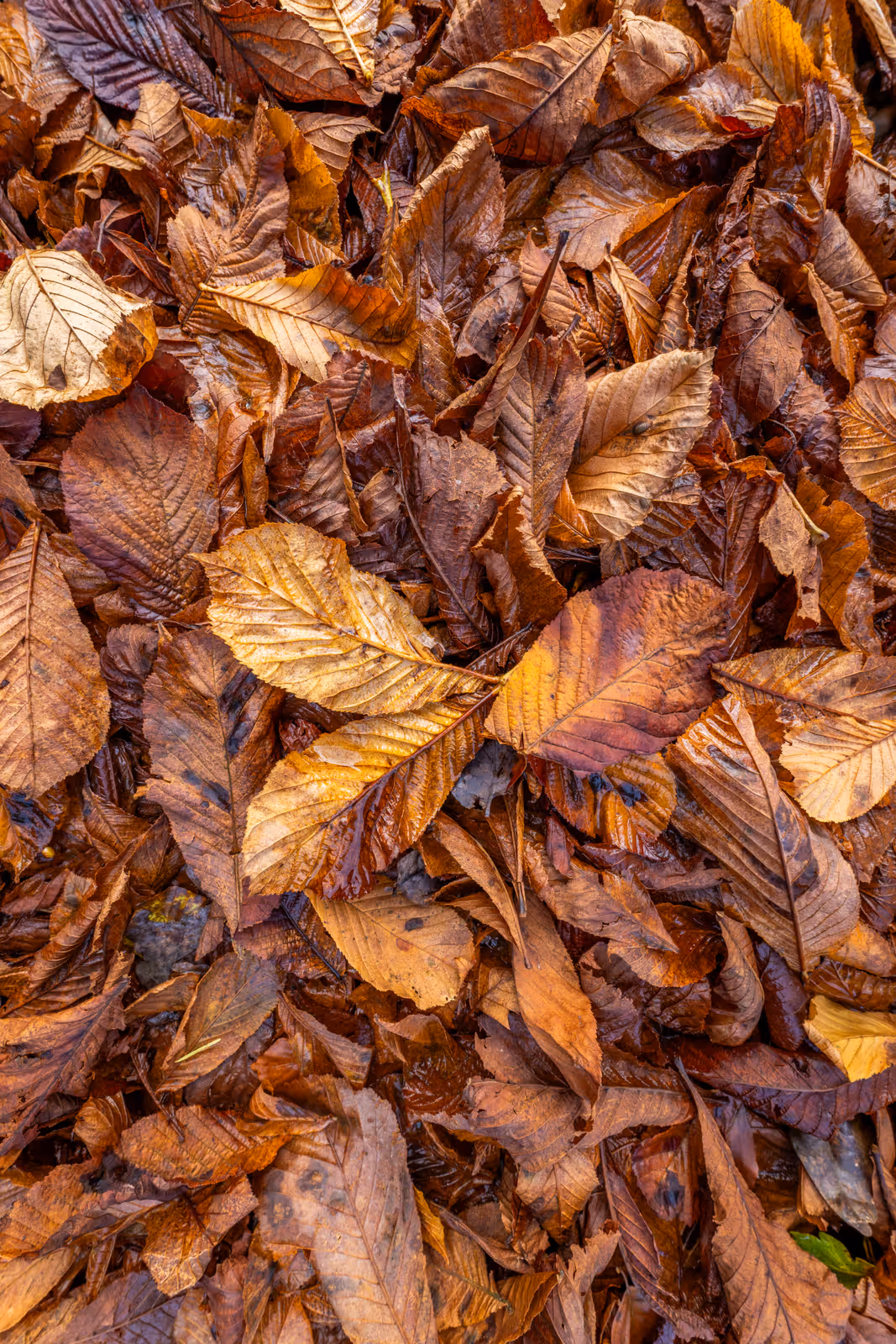 Gevallen herfstbladeren