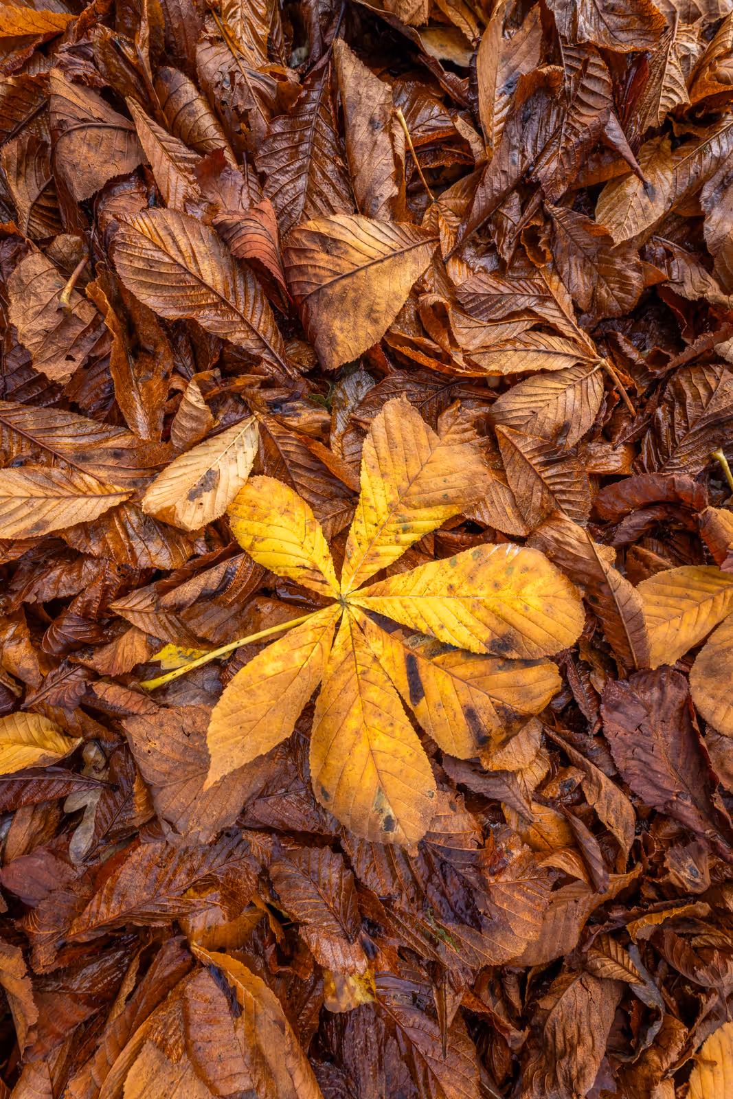 Gele kastanjeblad op herfstgrond