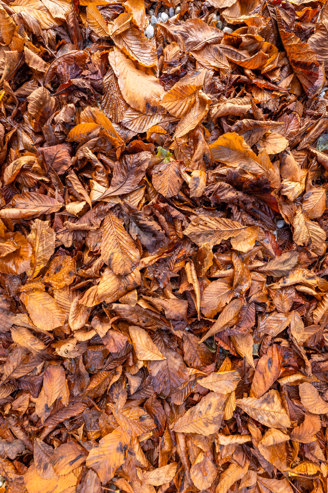 Herfstbladeren