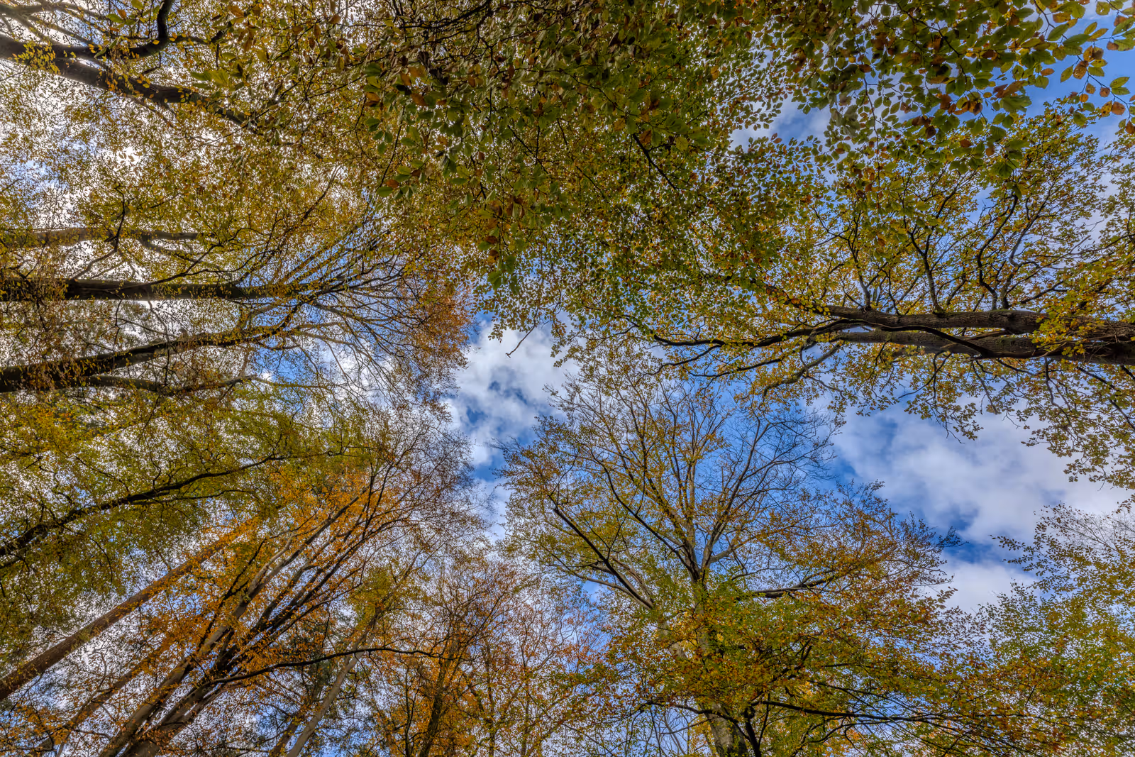 Herfstboomkroon
