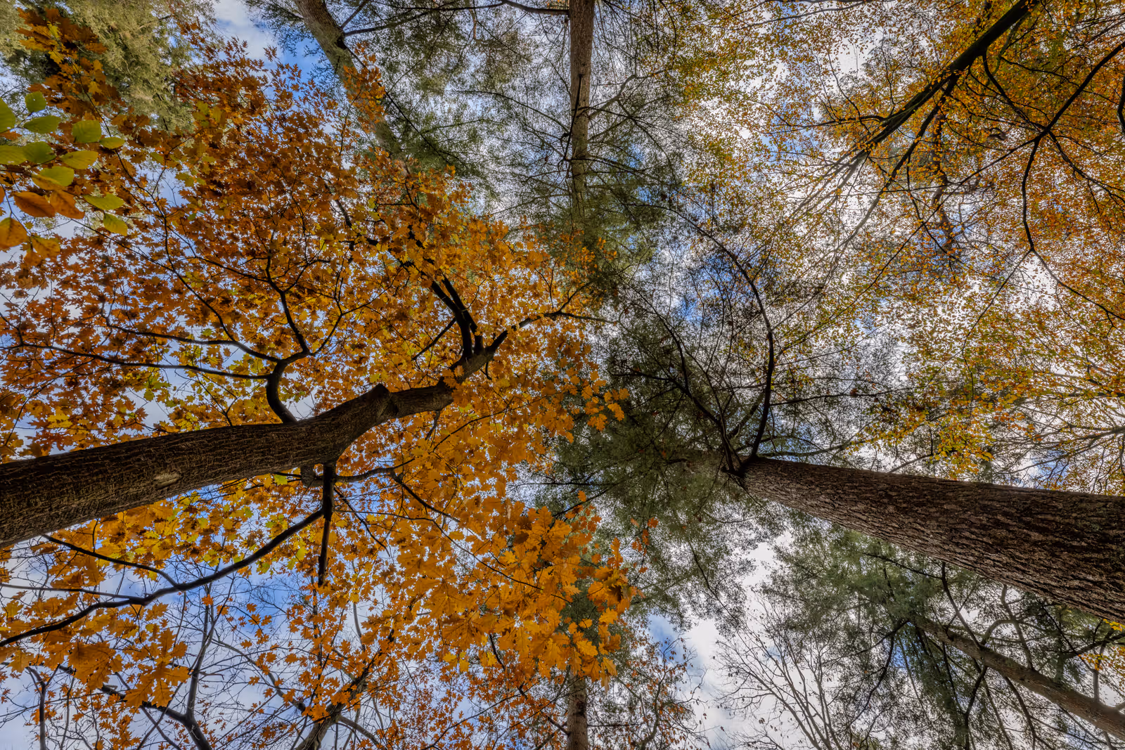 Herfstkruin