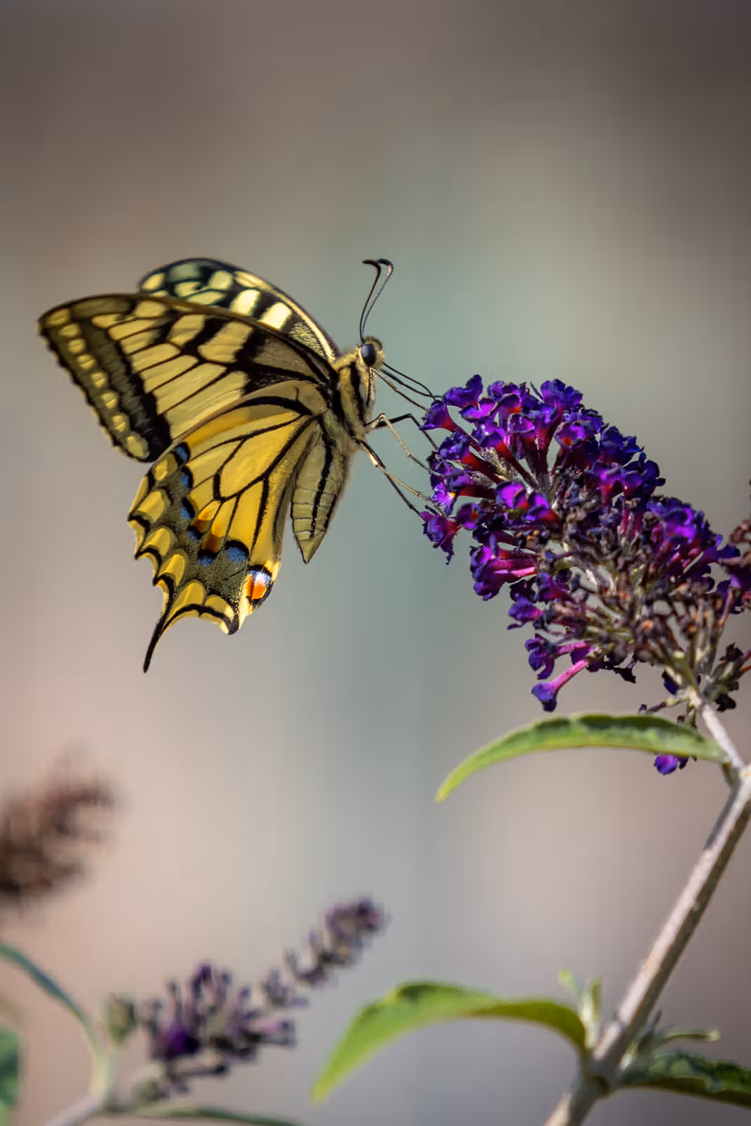Vlinder op paarse bloem