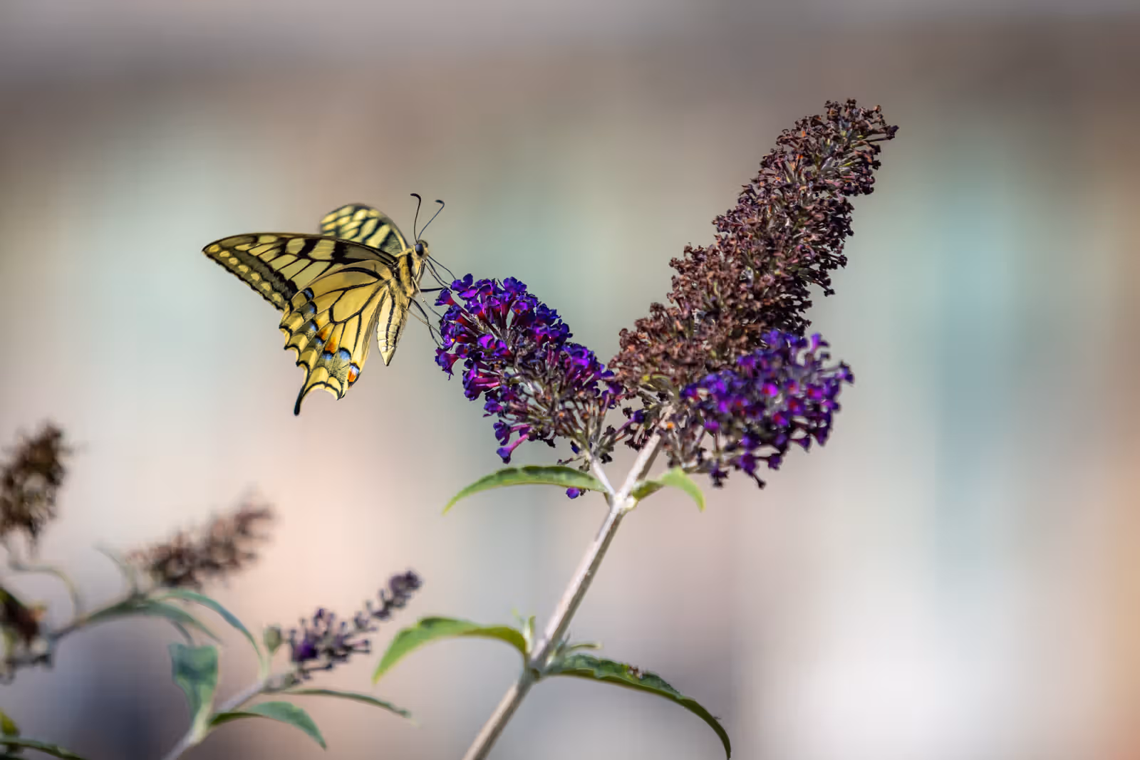 Vlinder op paarse bloem