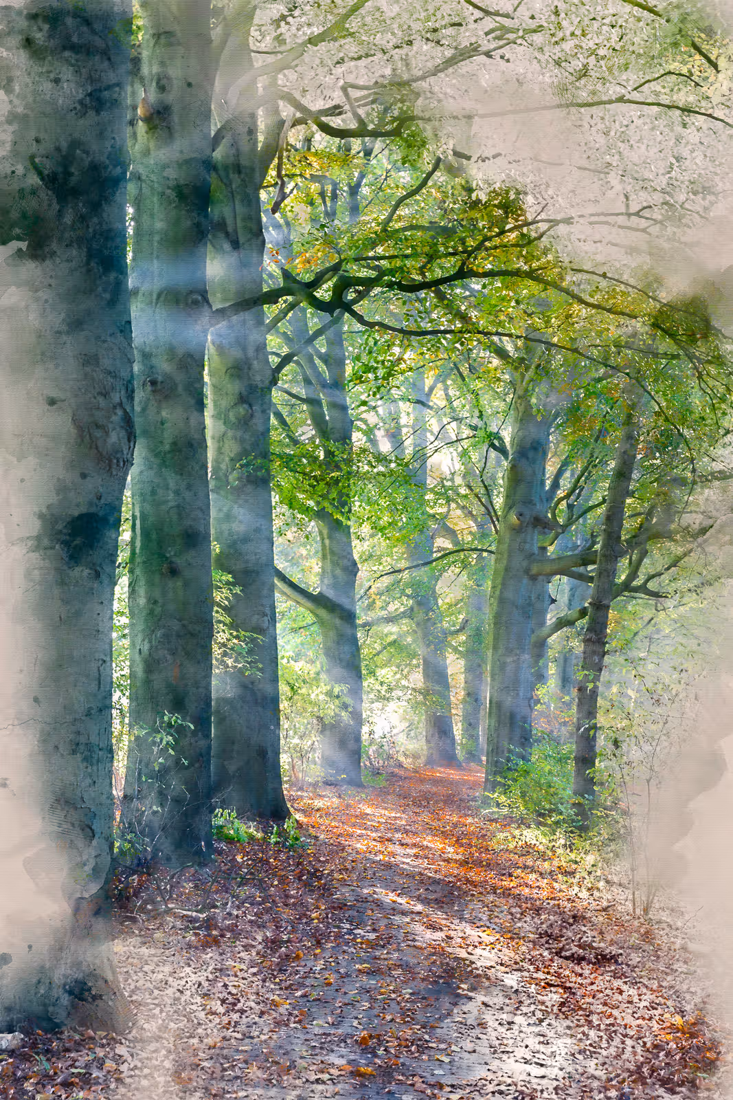 Bospad in herfstlicht