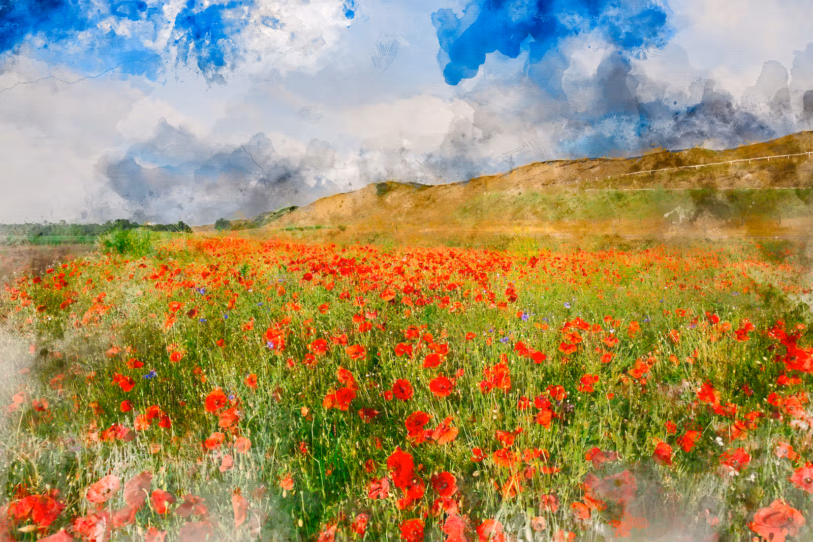 Klaprozenveld met duinen