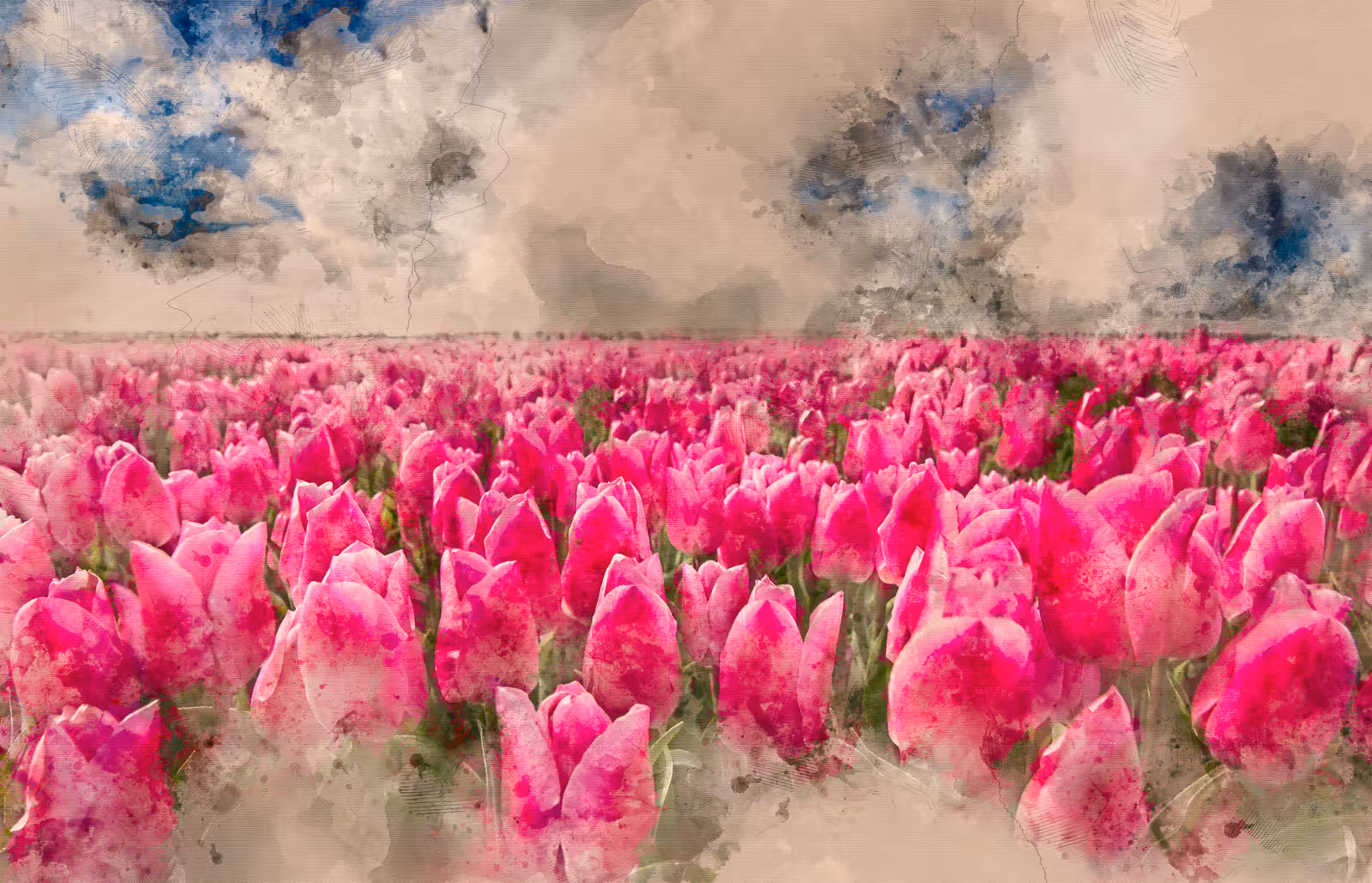 Roze tulpveld