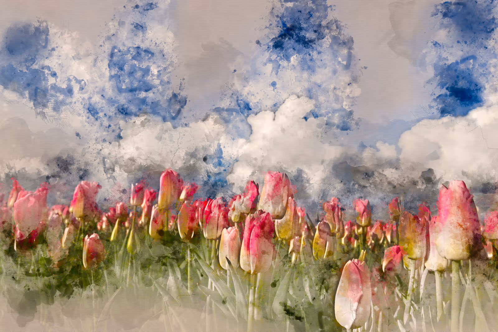 Roze tulpenveld