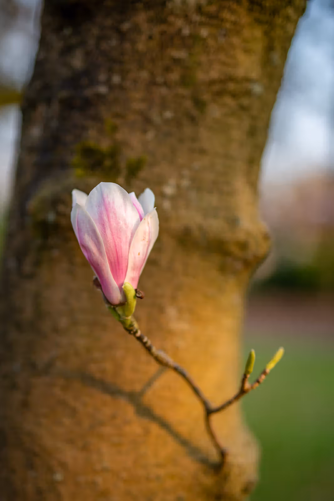 Roze magnoliabloem