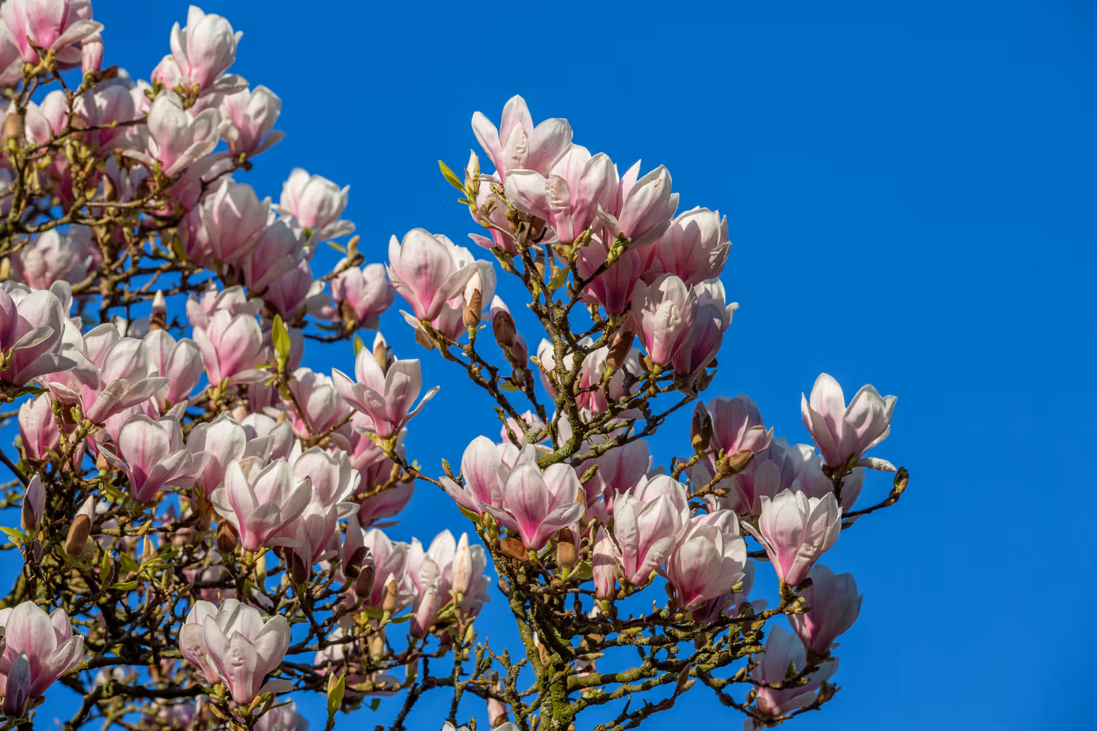 Roze-witte bloesems