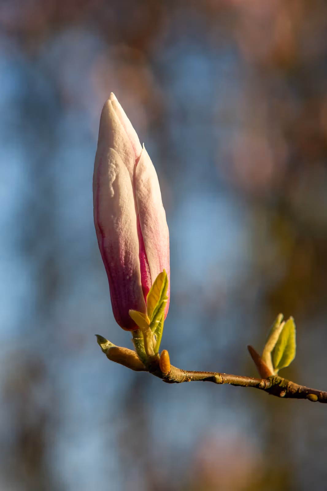 Magnolia knop
