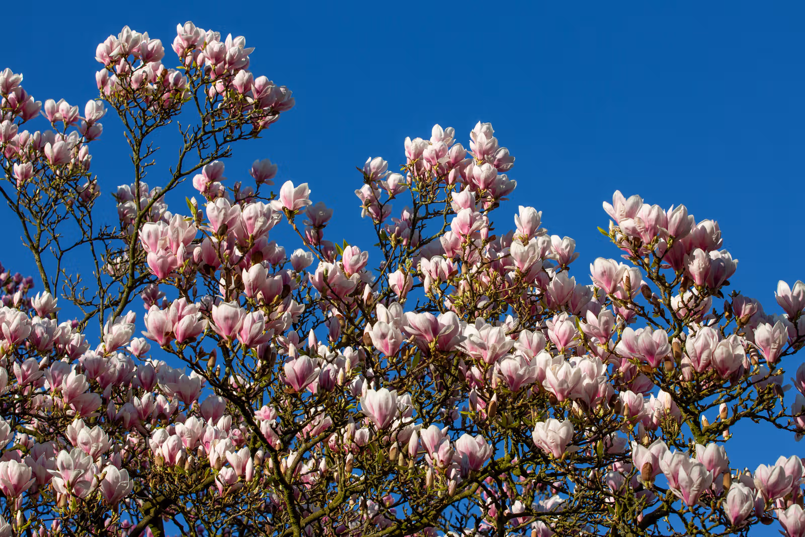 Magnolia in bloei