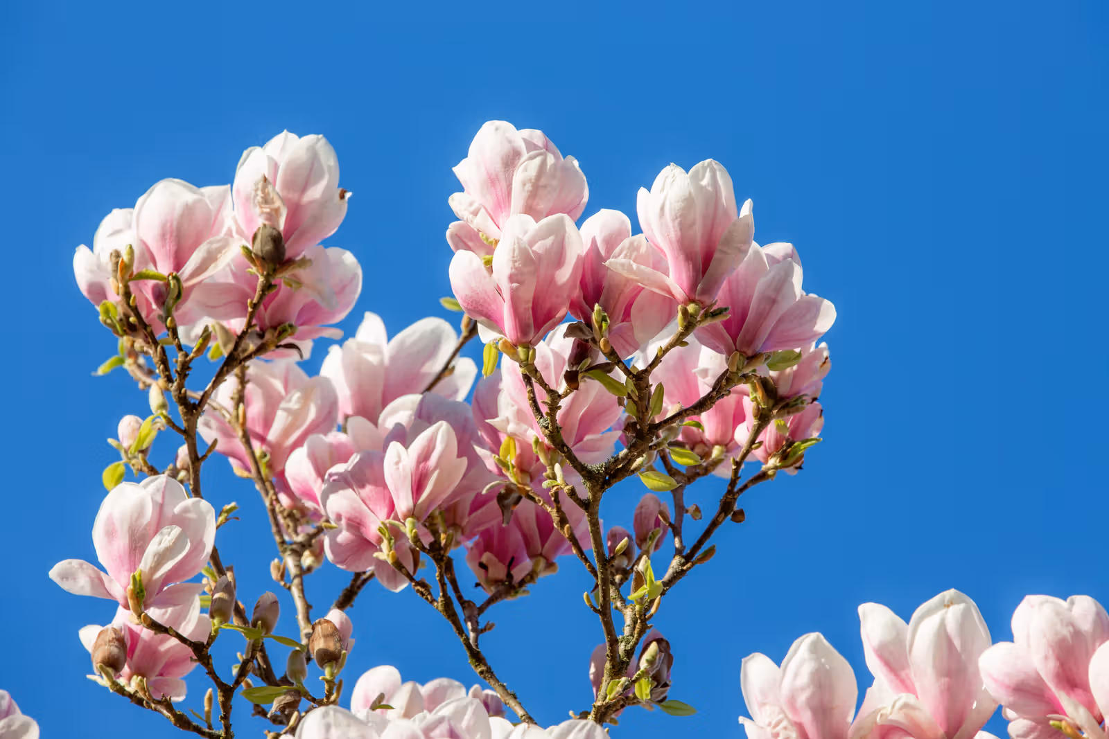 Magnoliabloesems tegen blauwe lucht