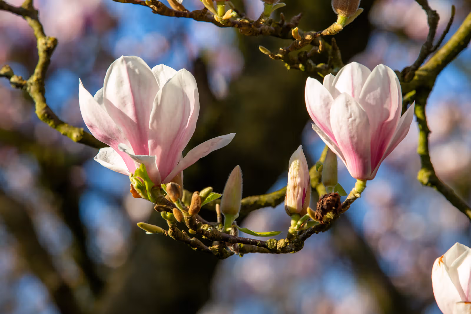 Roze magnoliabloesems