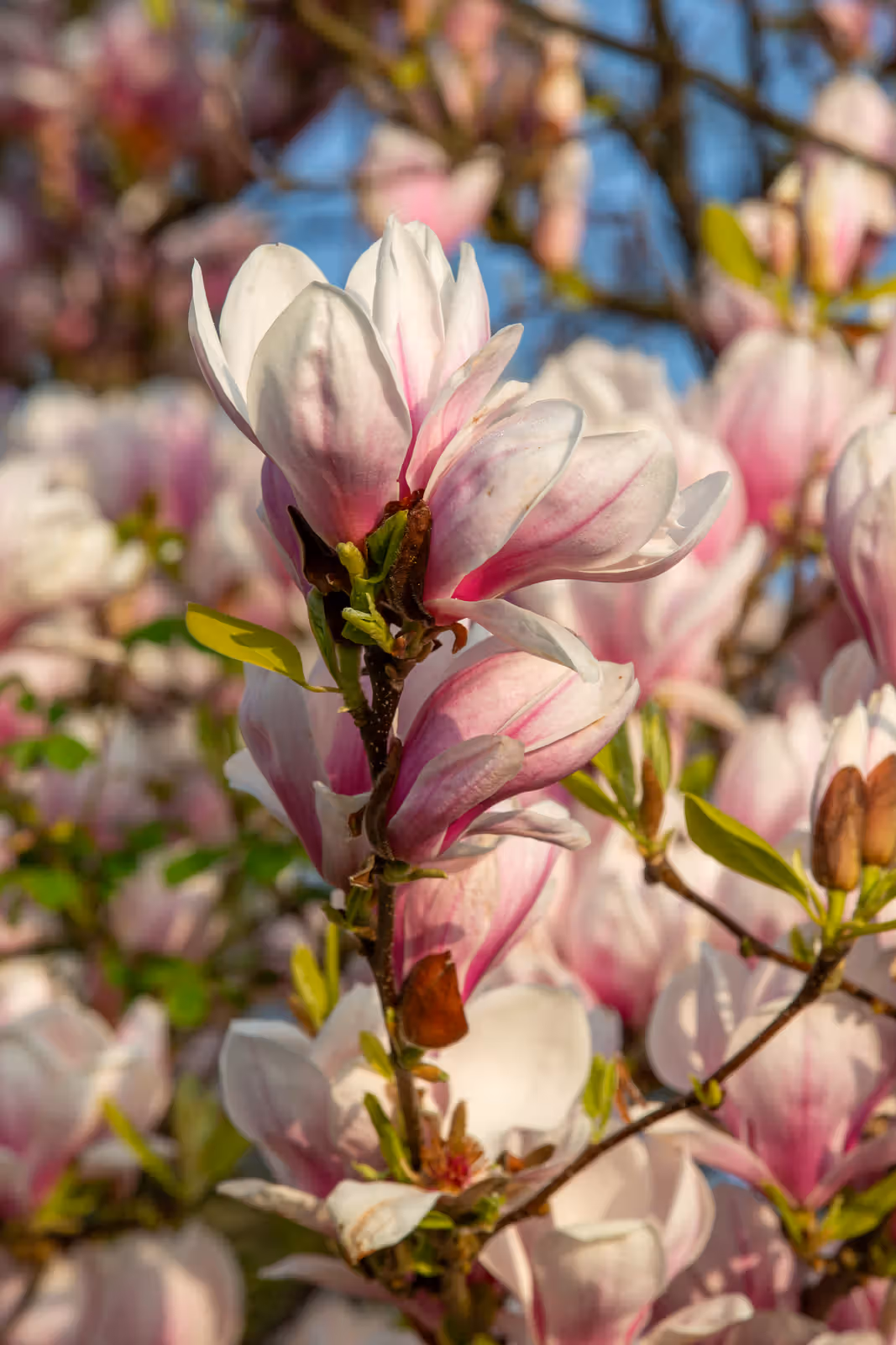 Close-up magnoliabloesem