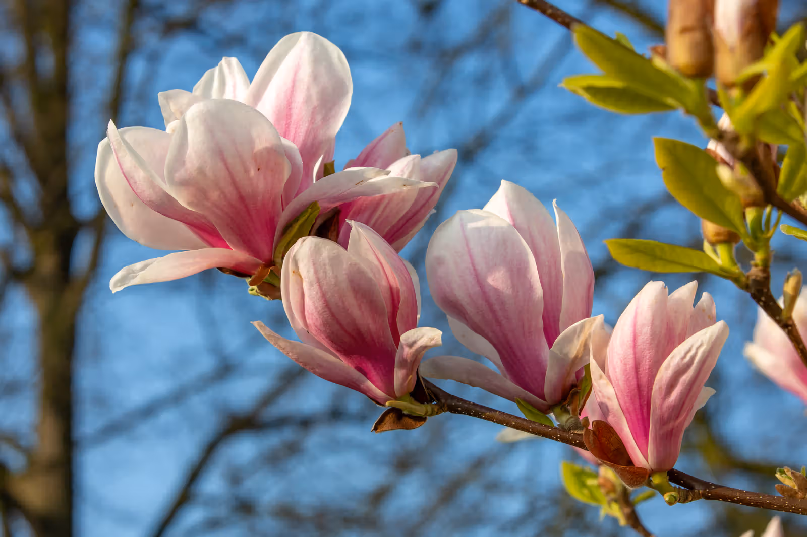 Roze magnoliabloesems