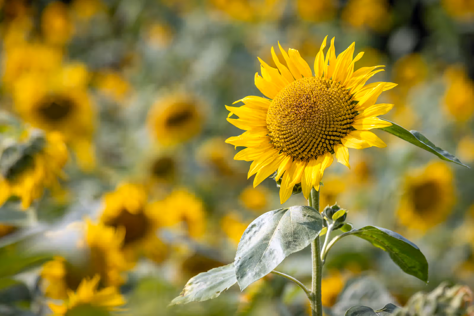 Zonnebloem in bloei