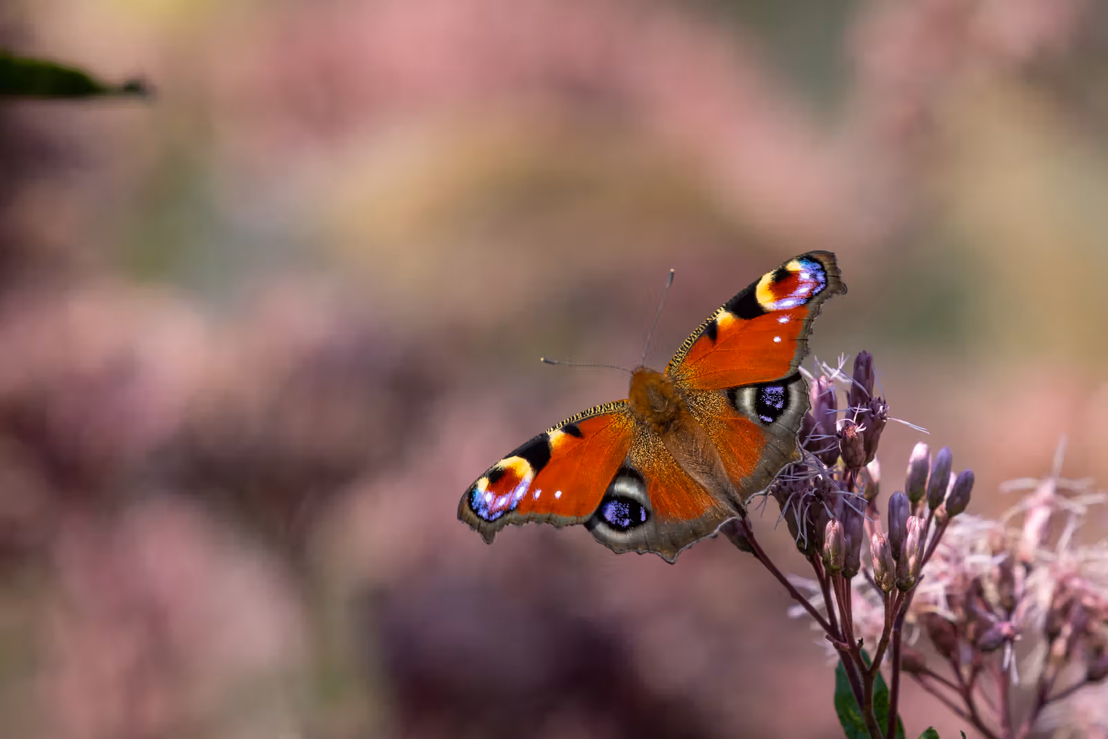 Vlinder op roze bloemen