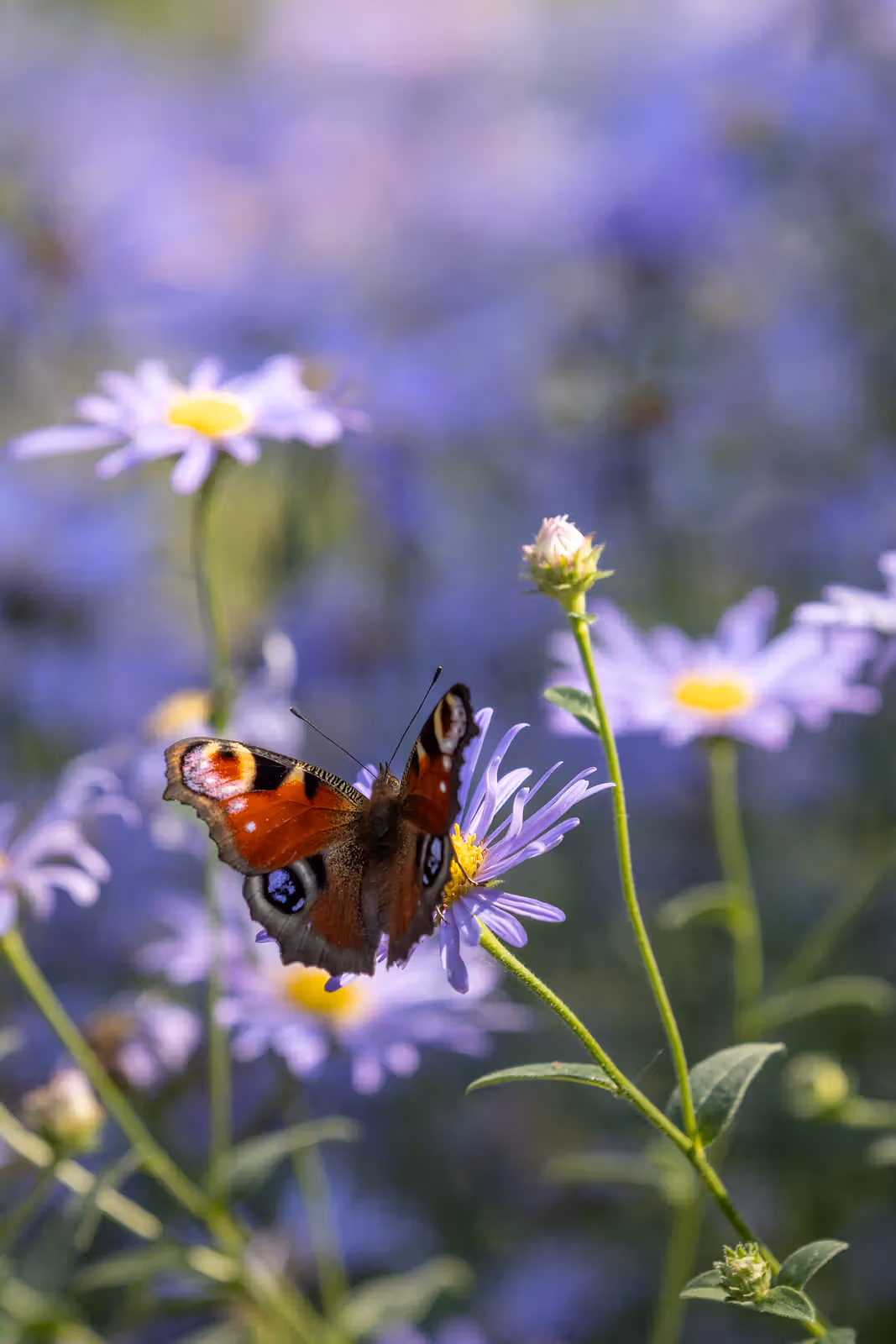 Vlinder op paarse bloem