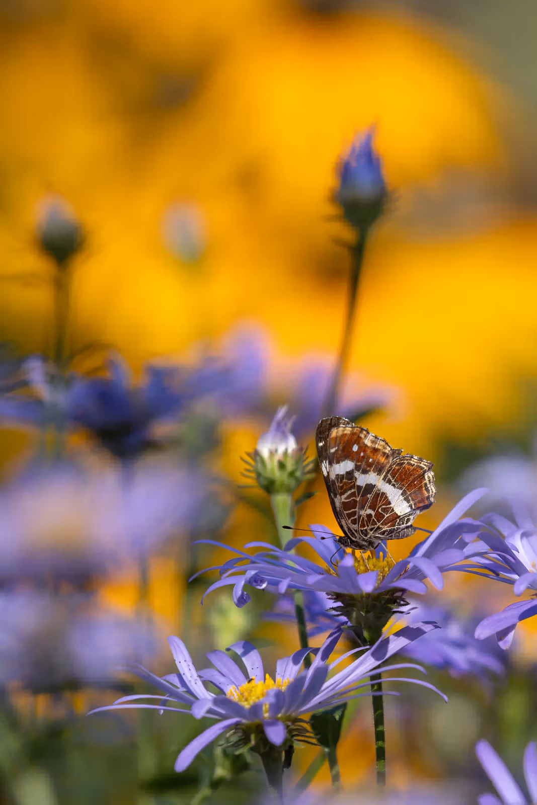 Vlinder op paarse bloemen