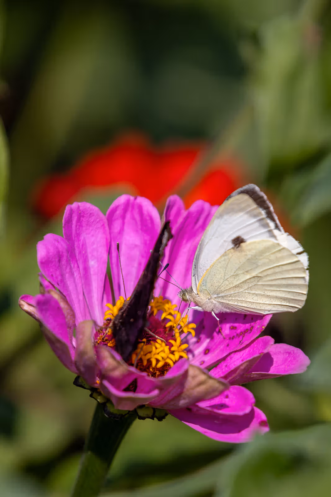 Witte vlinder op felroze bloem