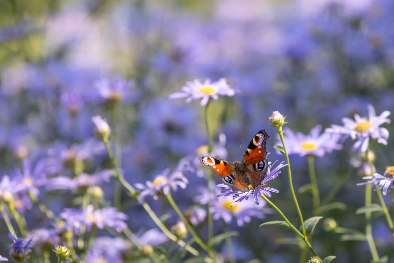 Vlinder op paarse bloem