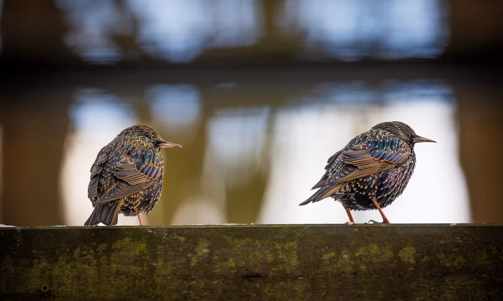 Twee vogels op houten hek