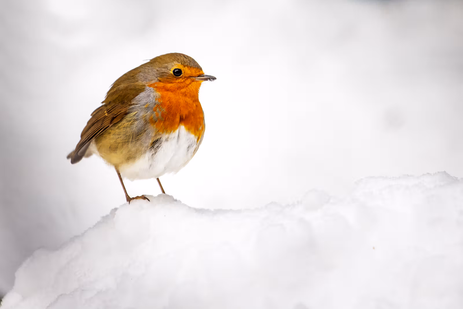 Roodborstje in de sneeuw