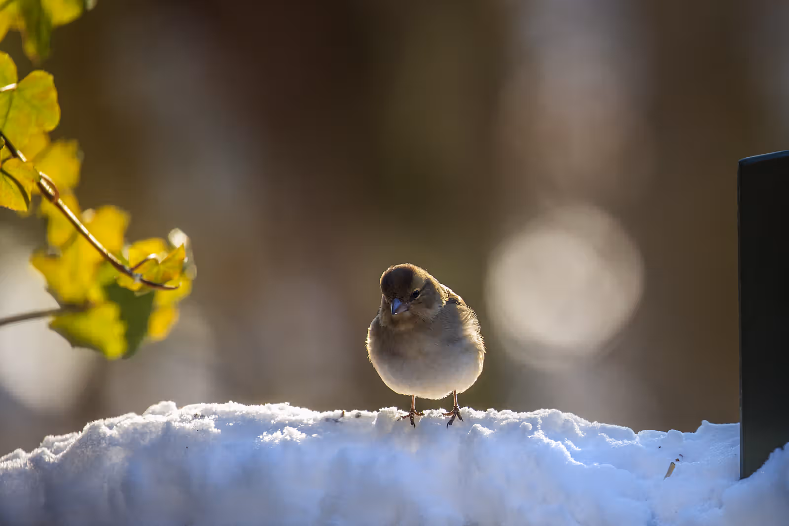Klein vogeltje op sneeuwrand
