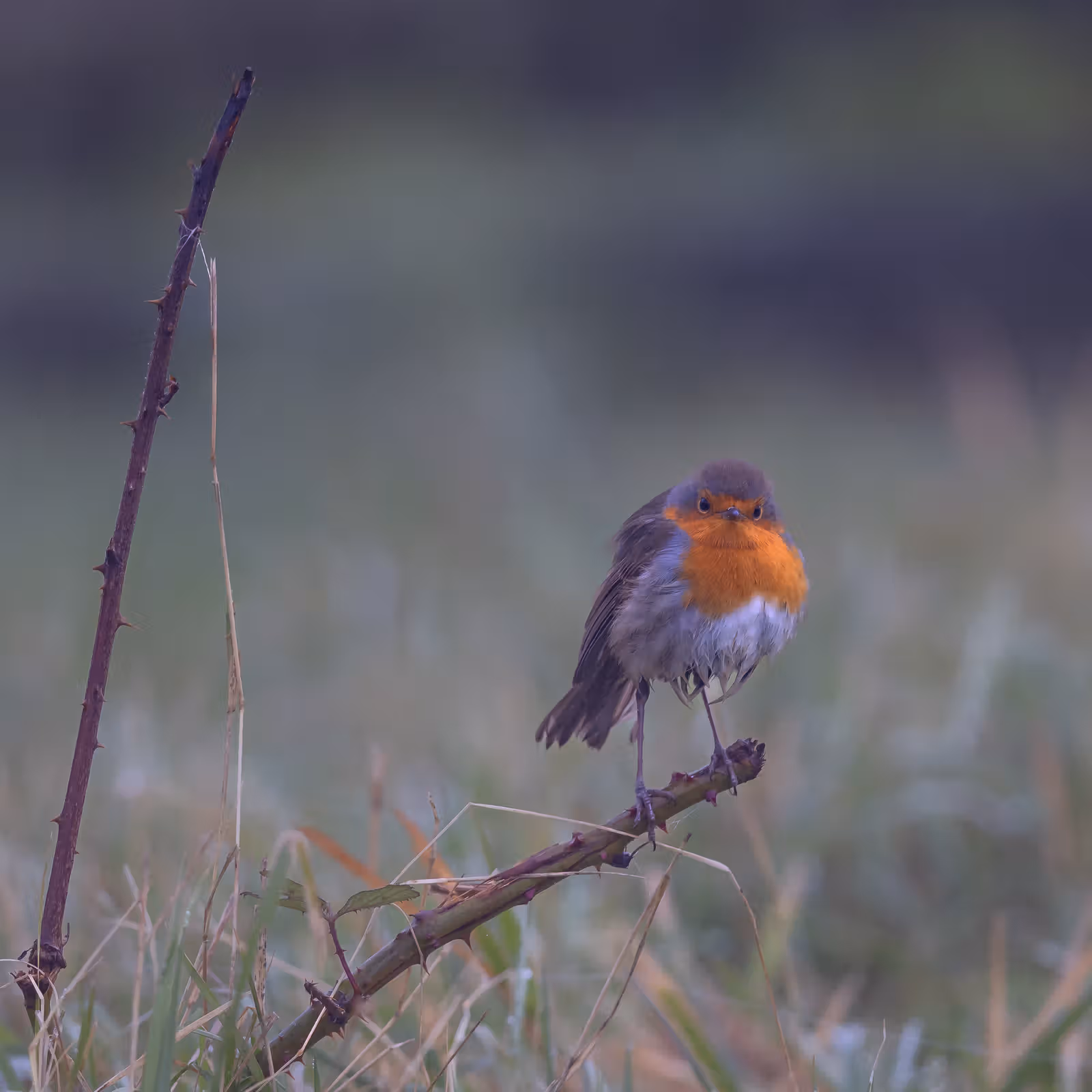 Vogeltje op doornen tak