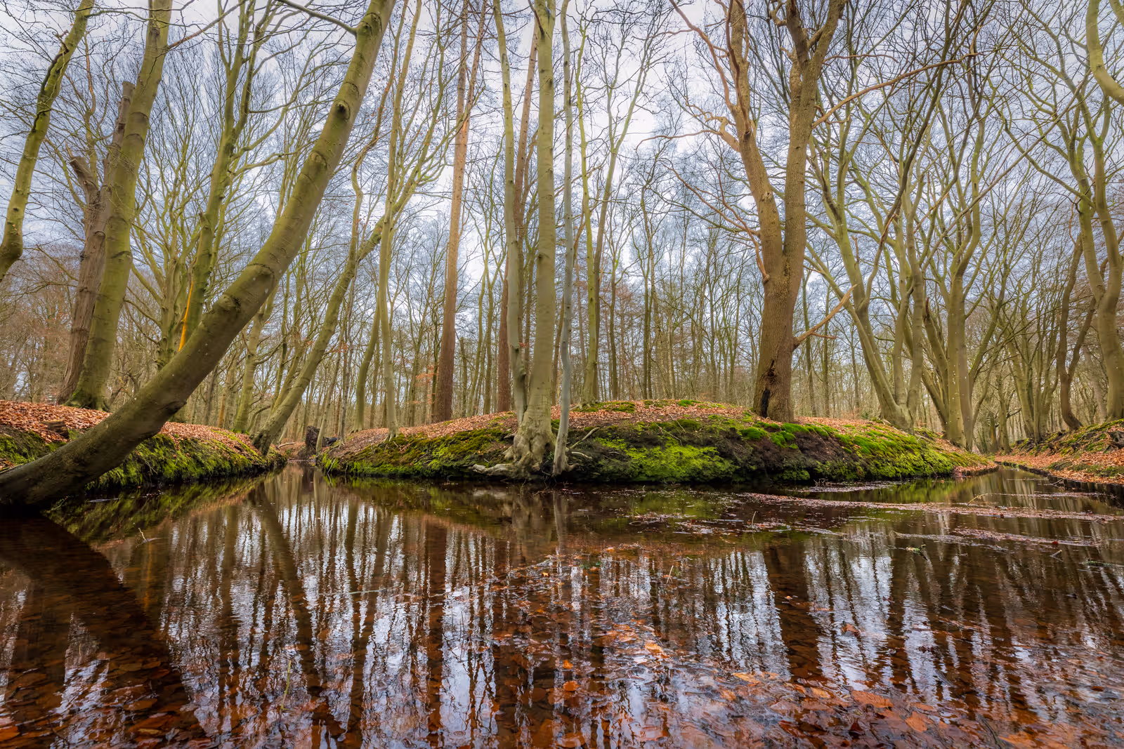 Bosbeek met reflecties