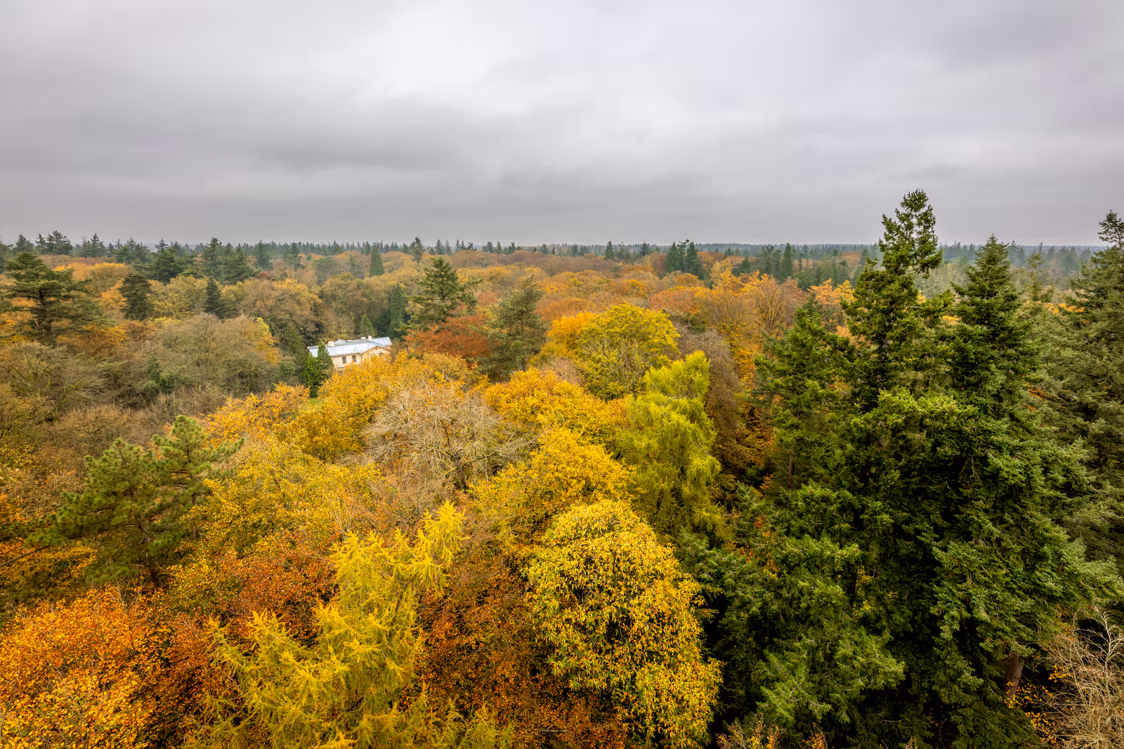 Vogelvlucht herfstbos