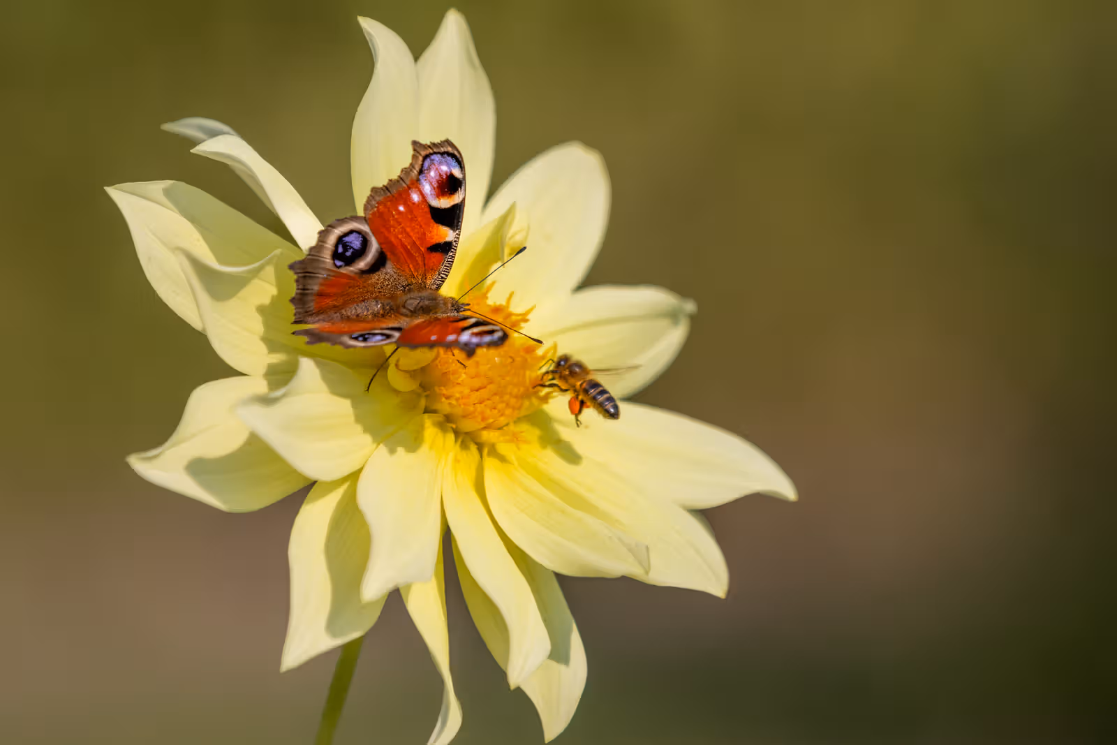 Vlinder op gele bloem