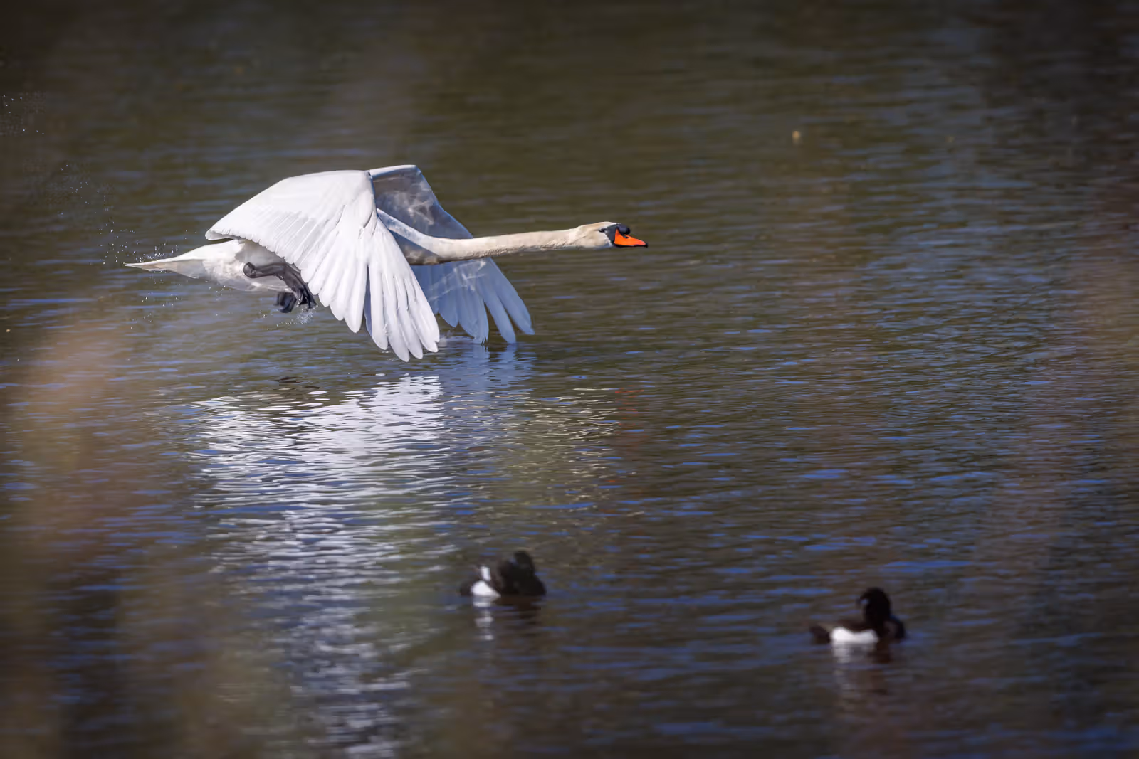 Zwaan in vlucht