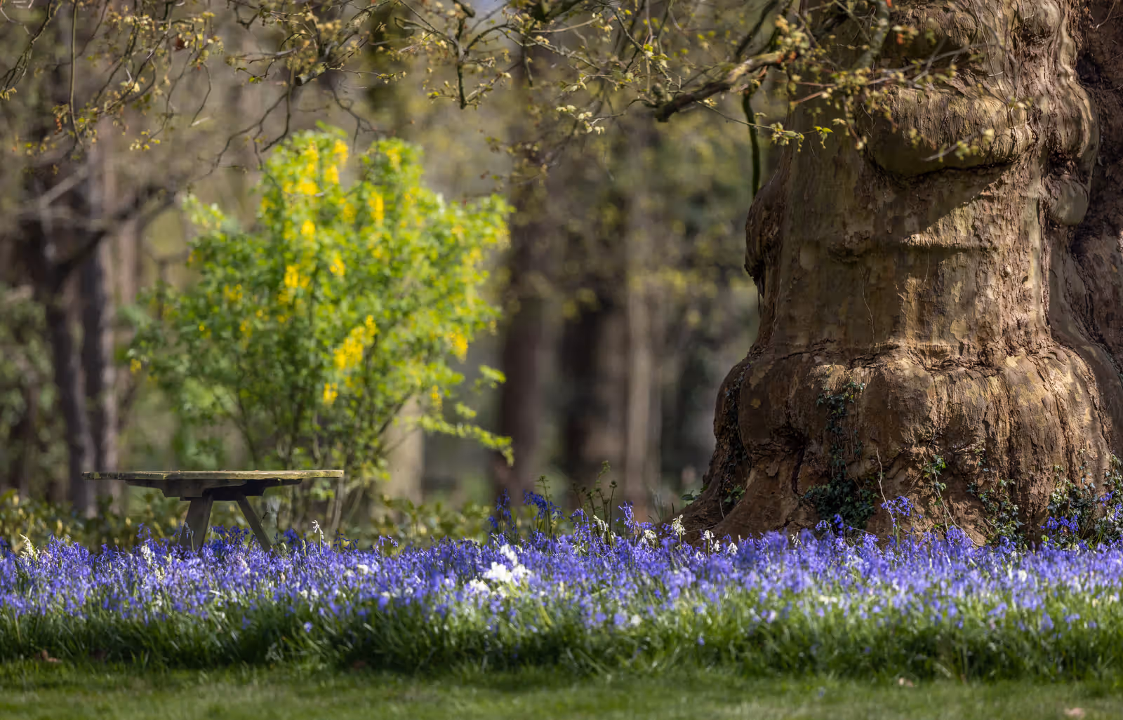 Houten bankje tussen blauwe bloemen