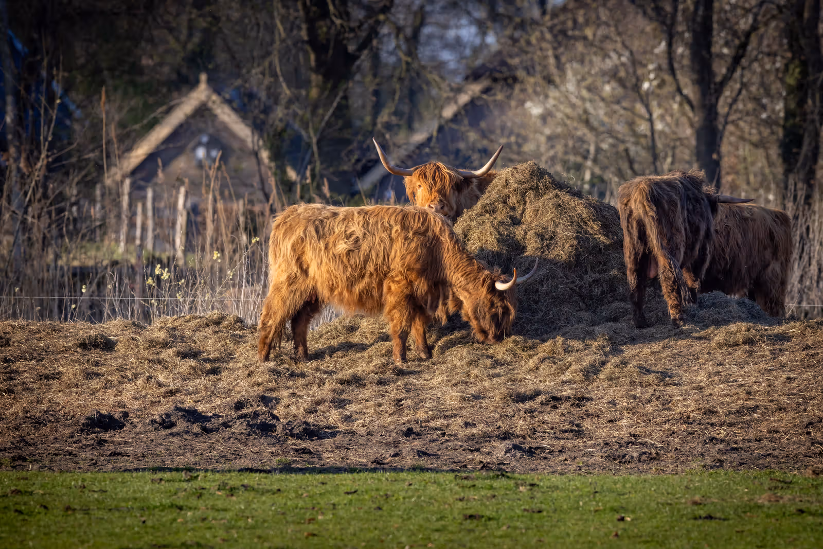 Schotse hooglanders bij hooiberg