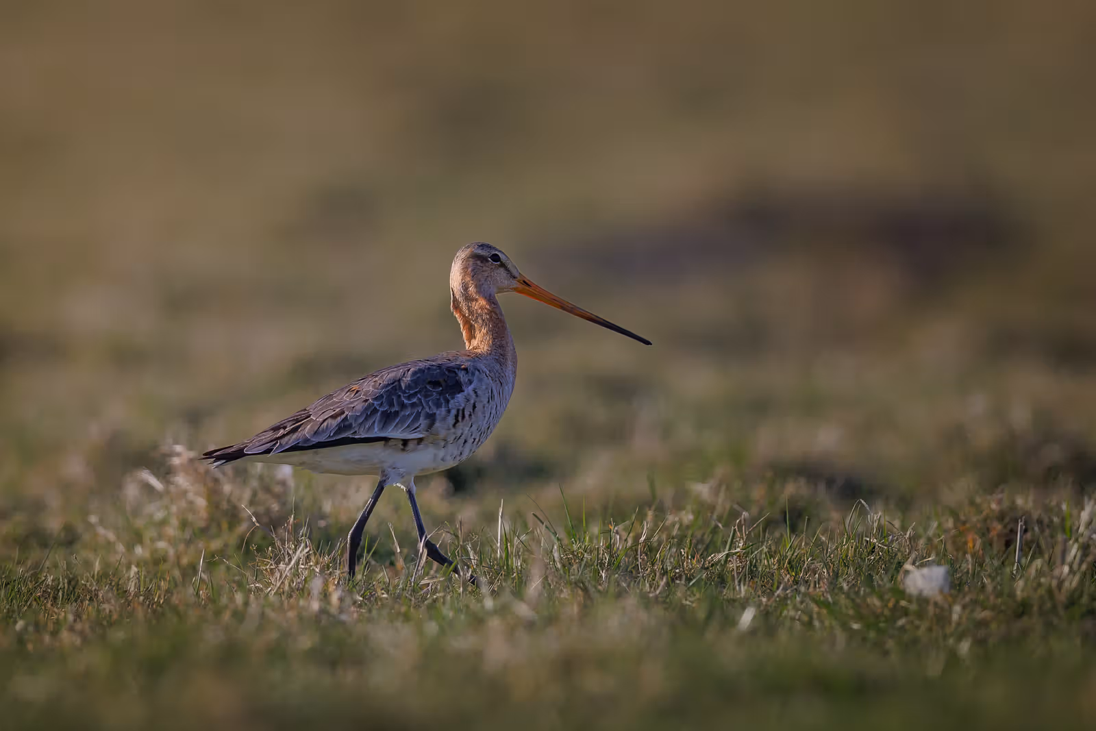 Steltloper in gras