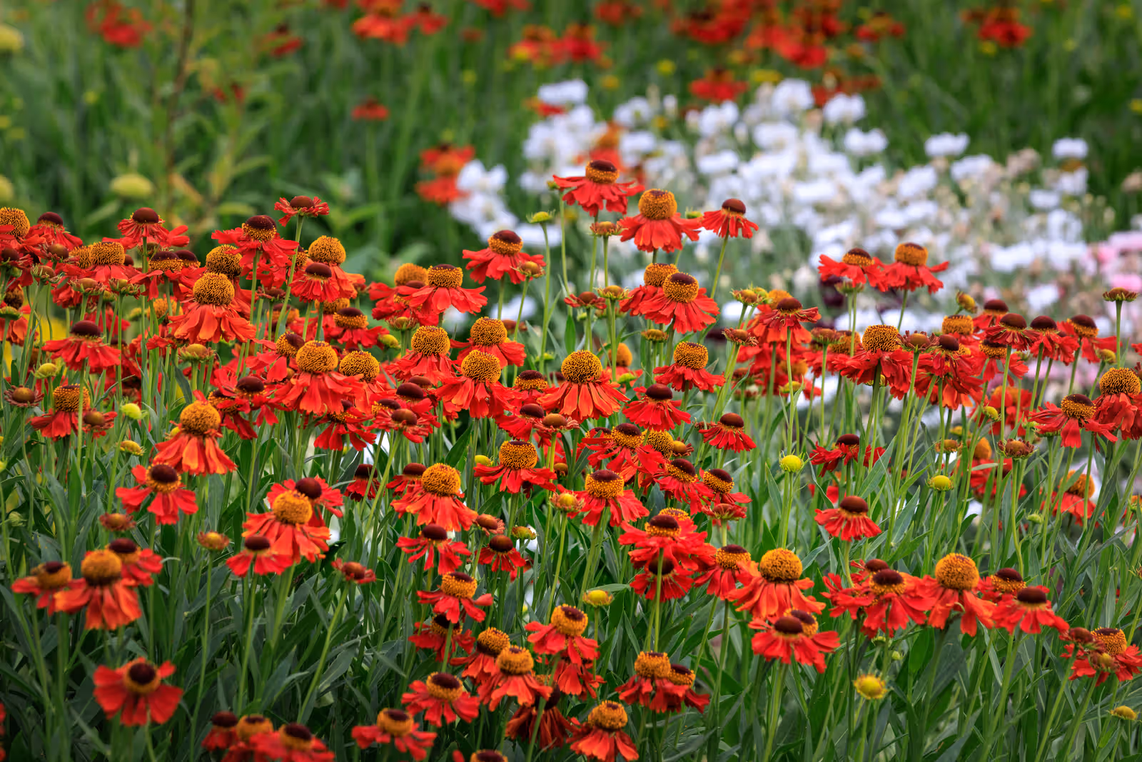 Veld met rode bloemen