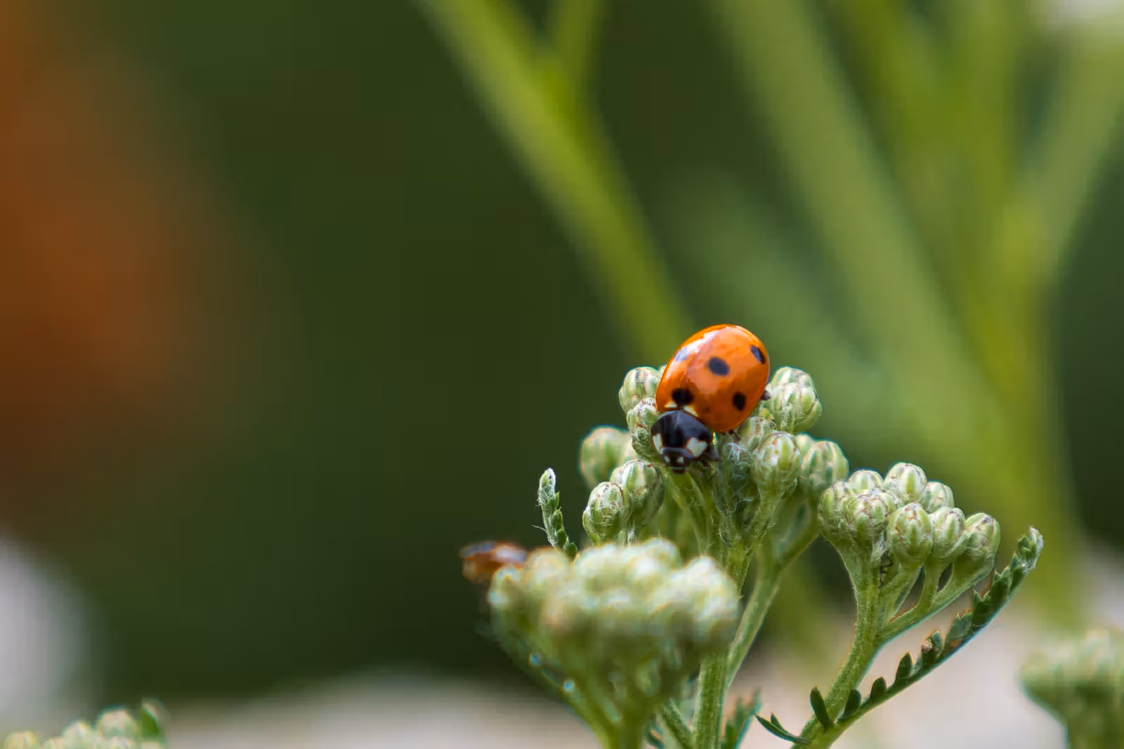 Lieveheersbeestje op knopjes