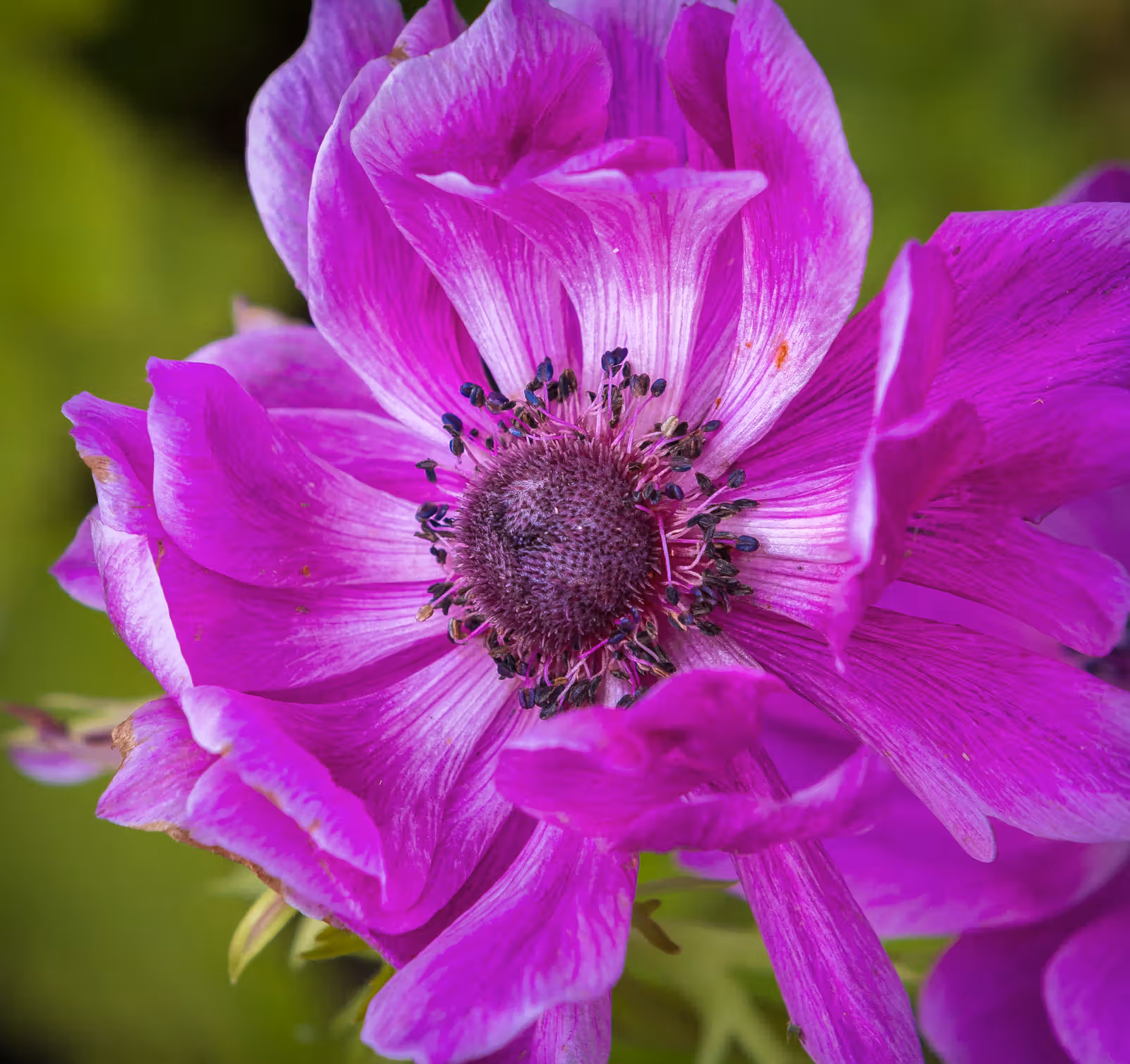 Close-up paarse bloem