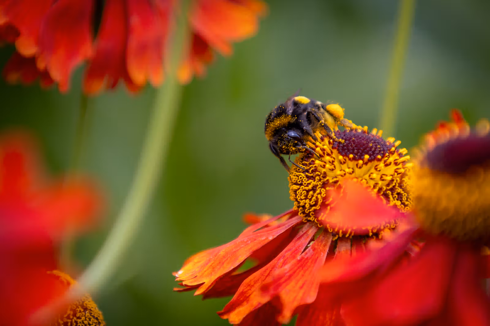 Hommel op rode bloem