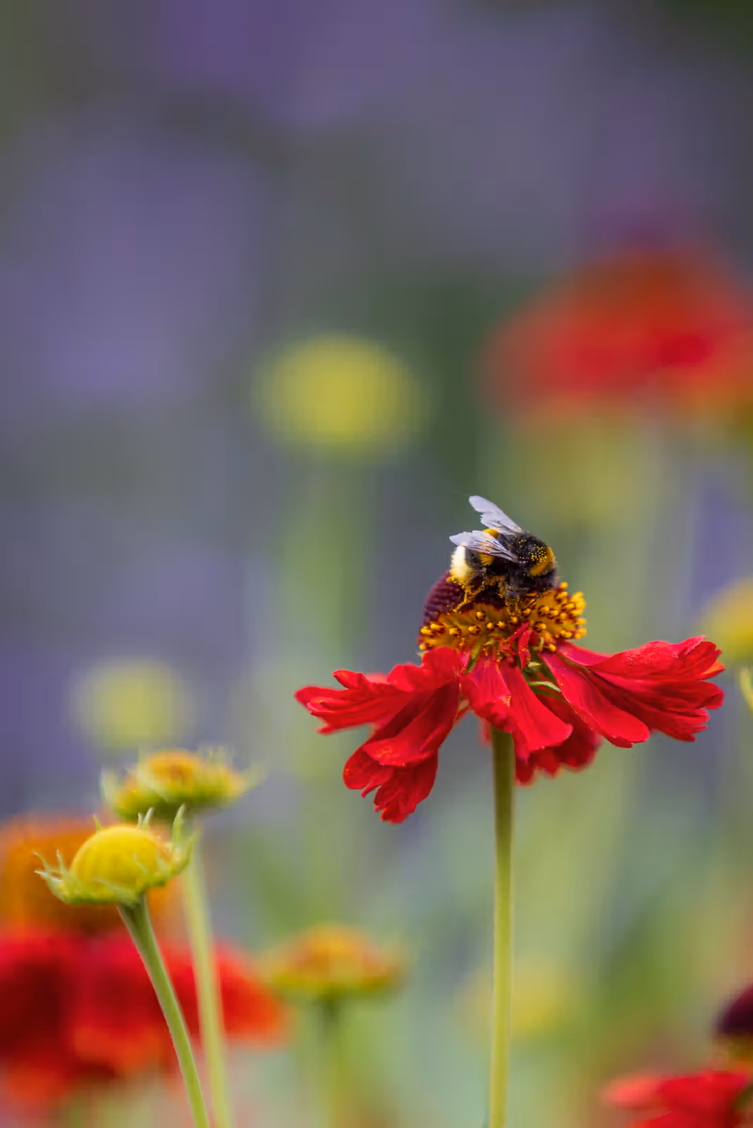 Hommel op rode bloem