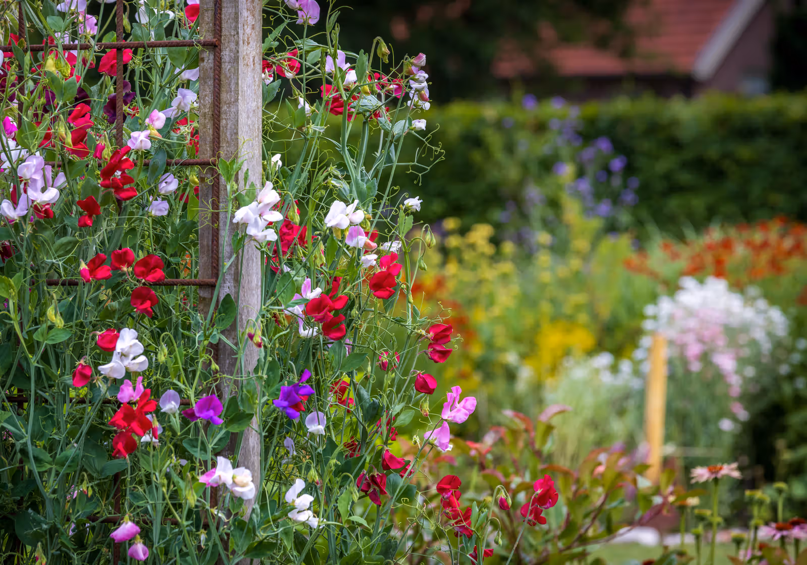Klimbloemen tegen houten trellis